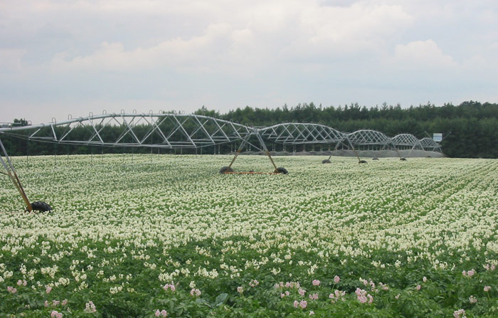 Modern Irrigation of Potatoes